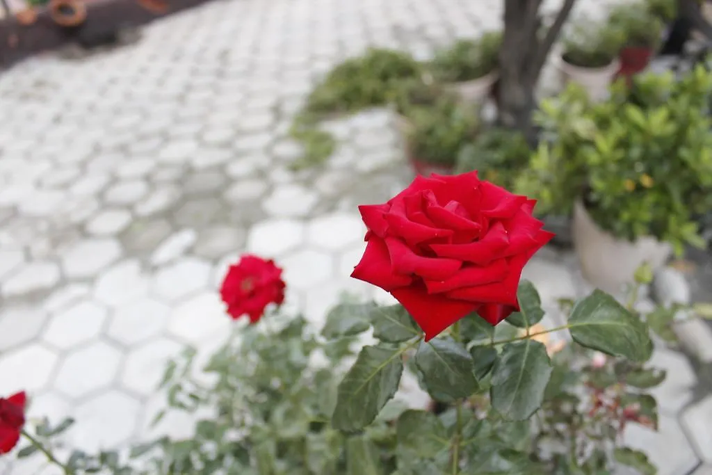 Dipankara Holiday Home Kathmandu